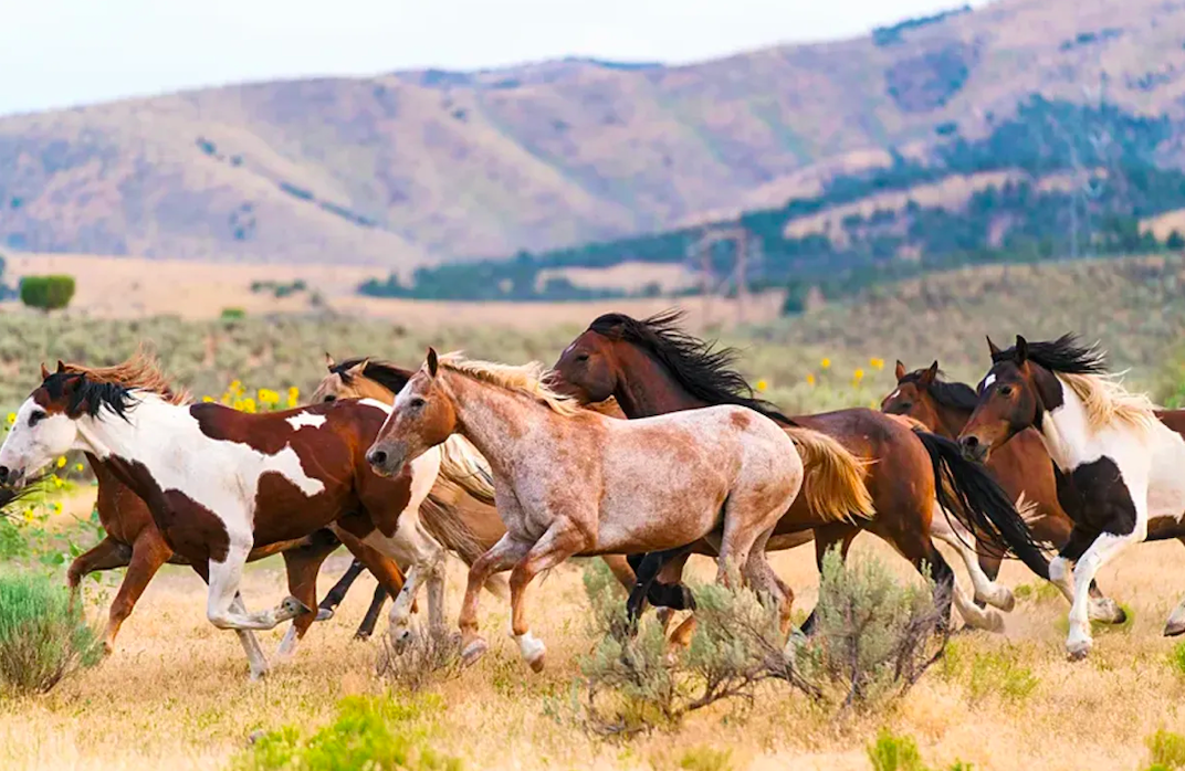 Wild horse debate rages after mass deaths...