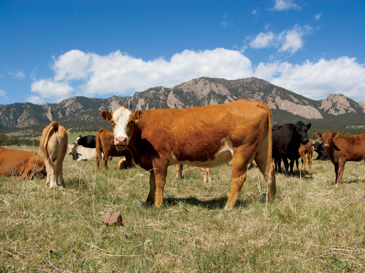 GABEL: Colorado towns that cows built...
